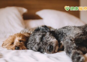 ​想跟毛小孩同床共枕嗎？　「這類人」不適合