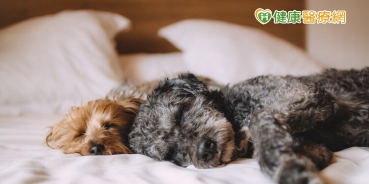 ​想跟毛小孩同床共枕嗎？　「這類人」不適合