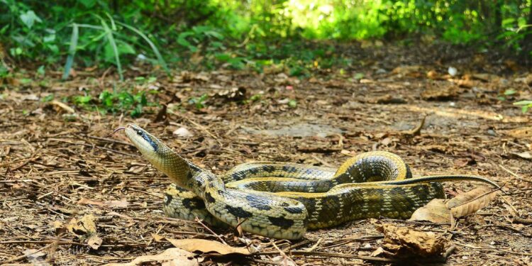 搭火車遇到蛇! 用1招避免遭受攻擊