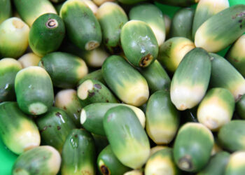 長期「菸、酒、檳」 罹患口腔癌超出常人123倍！