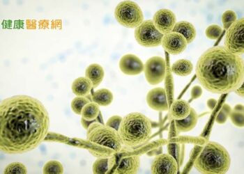 「耳念珠菌」具抗藥性　美病例數翻倍成長！忽視威脅醫療體系恐受衝擊