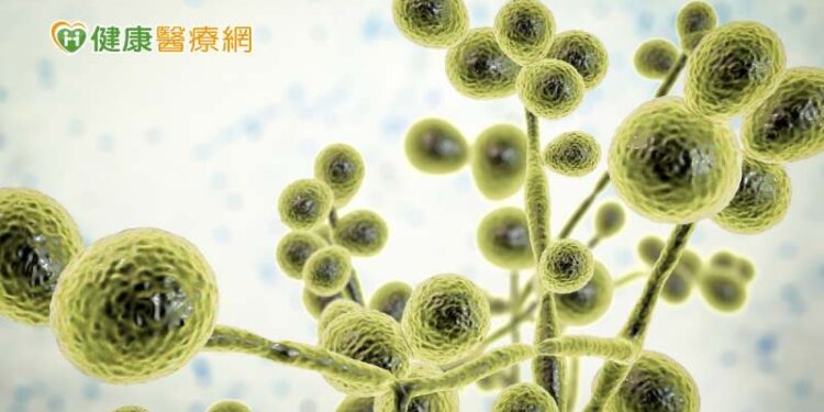 「耳念珠菌」具抗藥性 美病例數翻倍成長!忽視威脅醫療體系恐受衝擊
